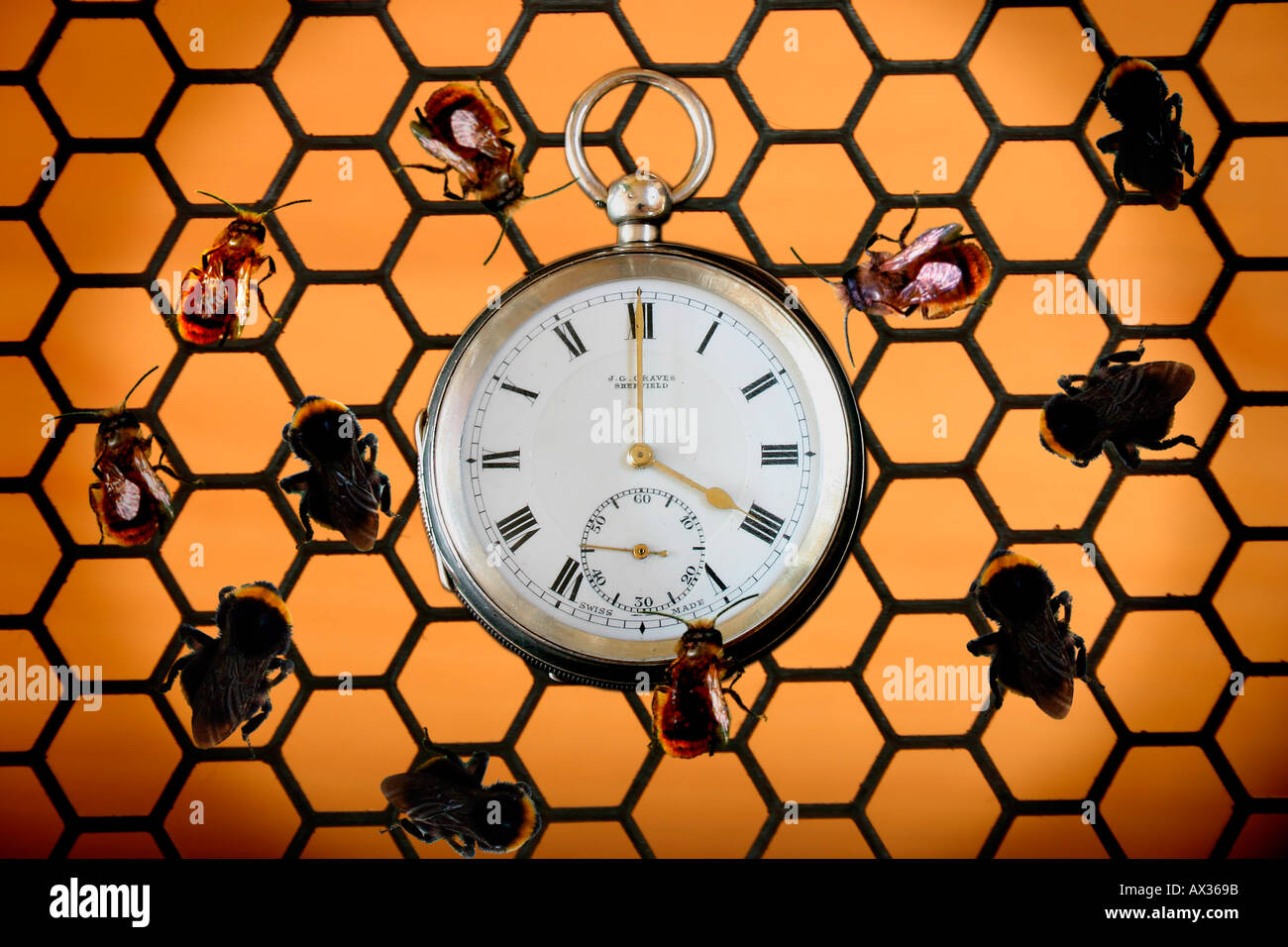 Las abejas ocupado trabajando alrededor del reloj. Foto de stock