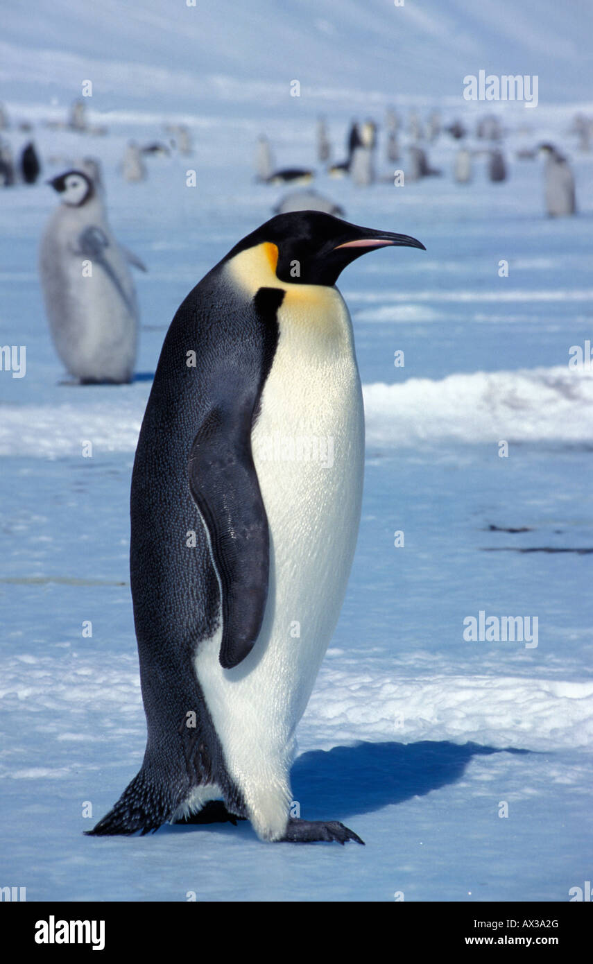 Manchot empereur Kaiserpinguin pingüino Emperador Aptenodytes forsteri adulto caminar sobre el