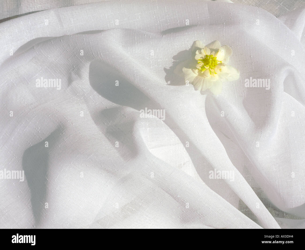 Begonia blanca en un remolino de velo blanco Foto de stock