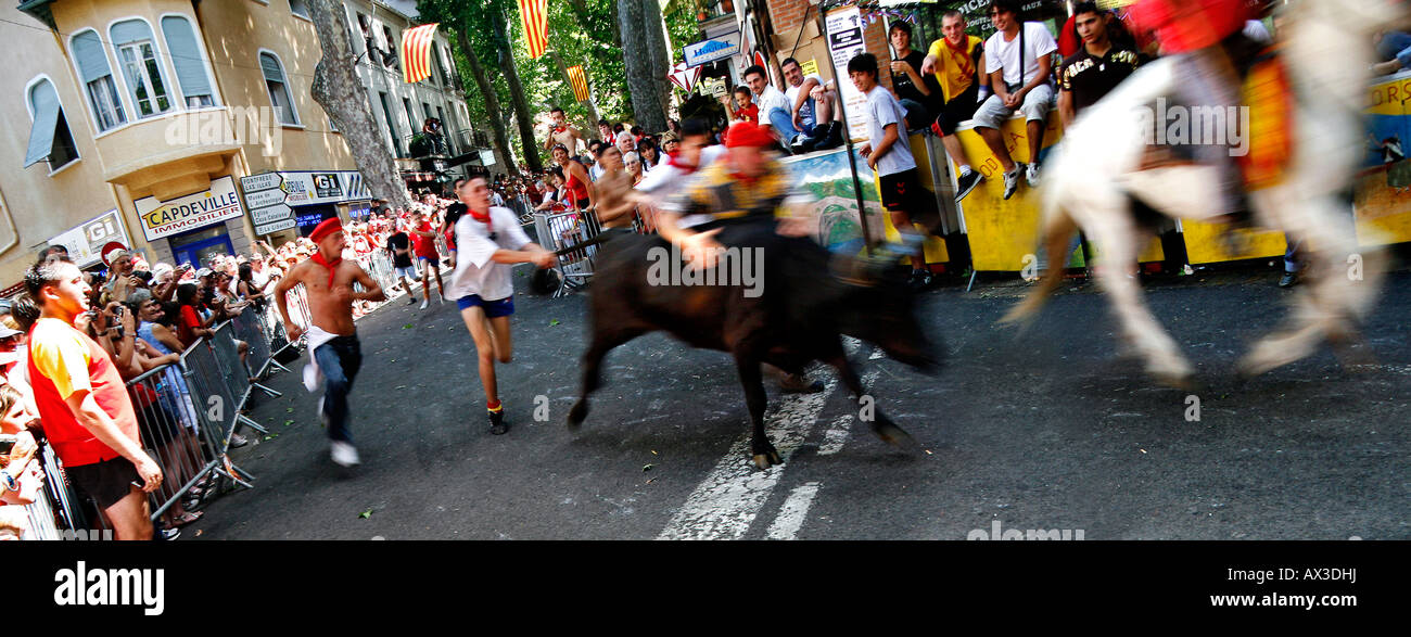 Durante el encierro de toros en el festival de Ceret Ceret, en la región catalana del Vallespir, el sureste de Francia Foto de stock