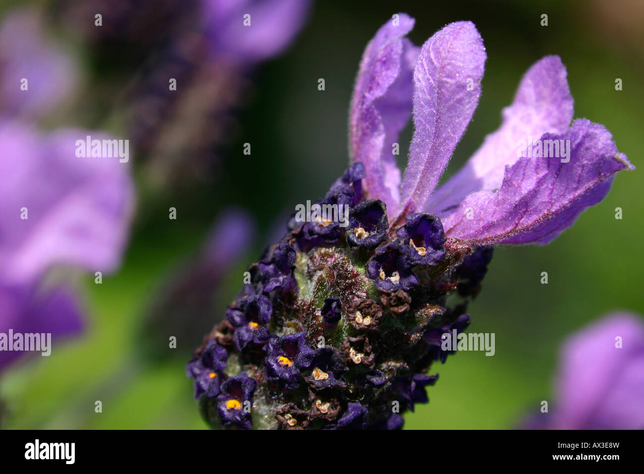 Floración lavanda Lavandula stoechas francés Foto de stock