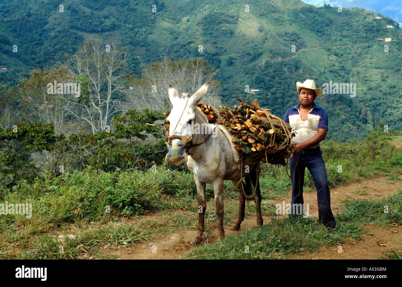 México. Los campesinos que transportaban leña en las montañas de Oaxaca, sur de México Foto Julio Etchart Foto de stock