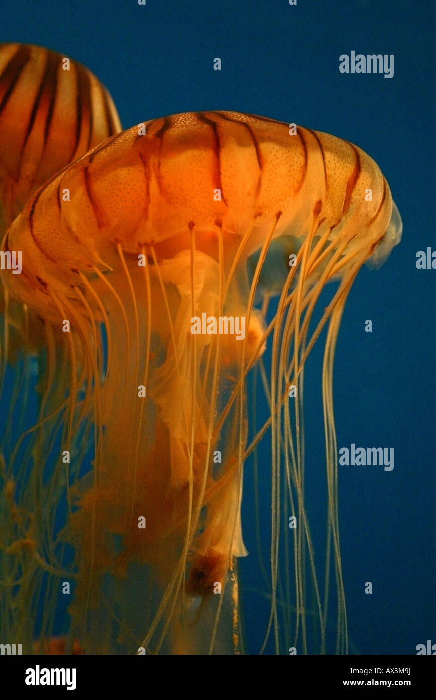Océano medusas en un acuario, Los Angeles California Foto de stock