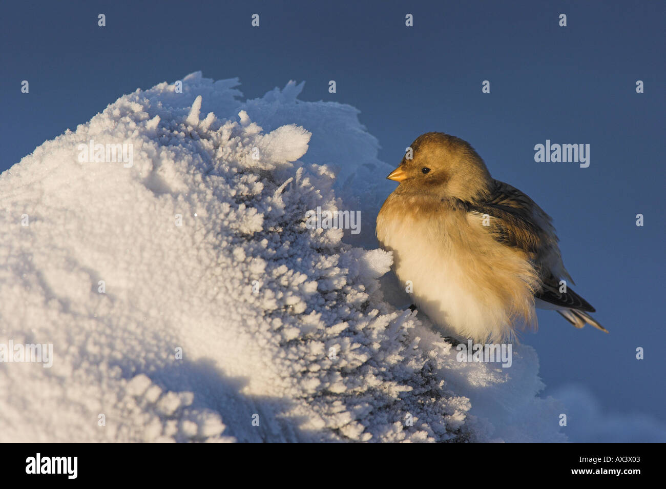 Snow Bunting, Plectrophenax nivalis, hembra. Foto de stock