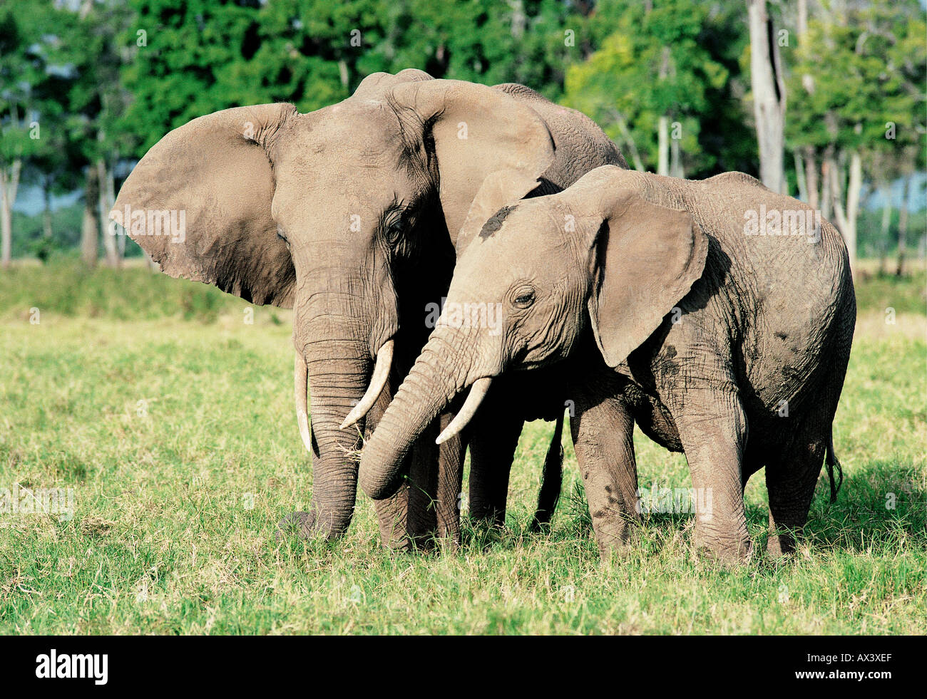 Dos elefantes pastando juntos Reserva Nacional de Masai Mara en Kenya África Oriental Foto de stock
