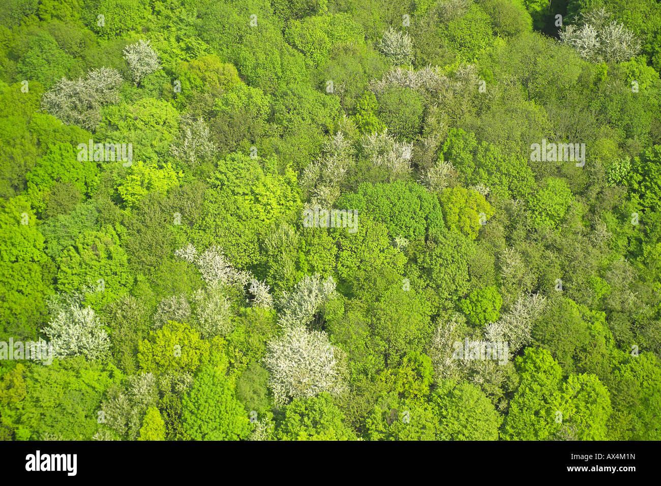 Vista aérea de bosques de árboles de hoja caduca compuesto Foto de stock