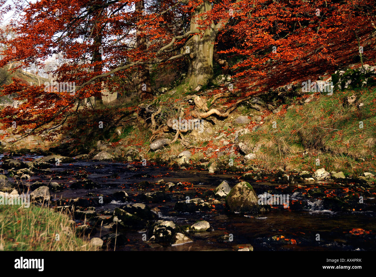 Río y hojas de otoño a Ingleborough Cueva. Yorkshire Dales Inglaterra Foto de stock