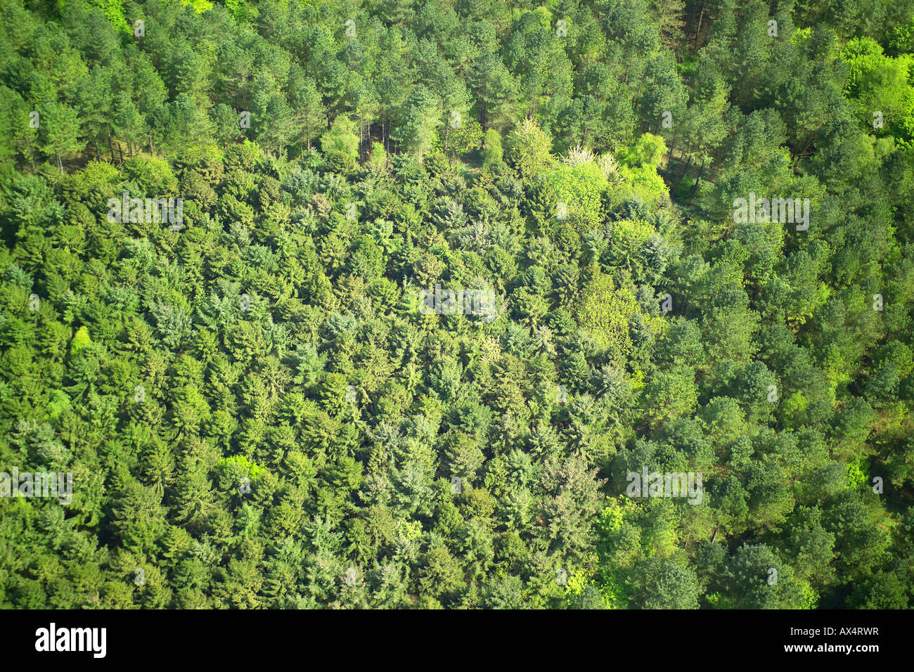Vista aérea de woodlands compuesto de caducifolios y coníferas Foto de stock