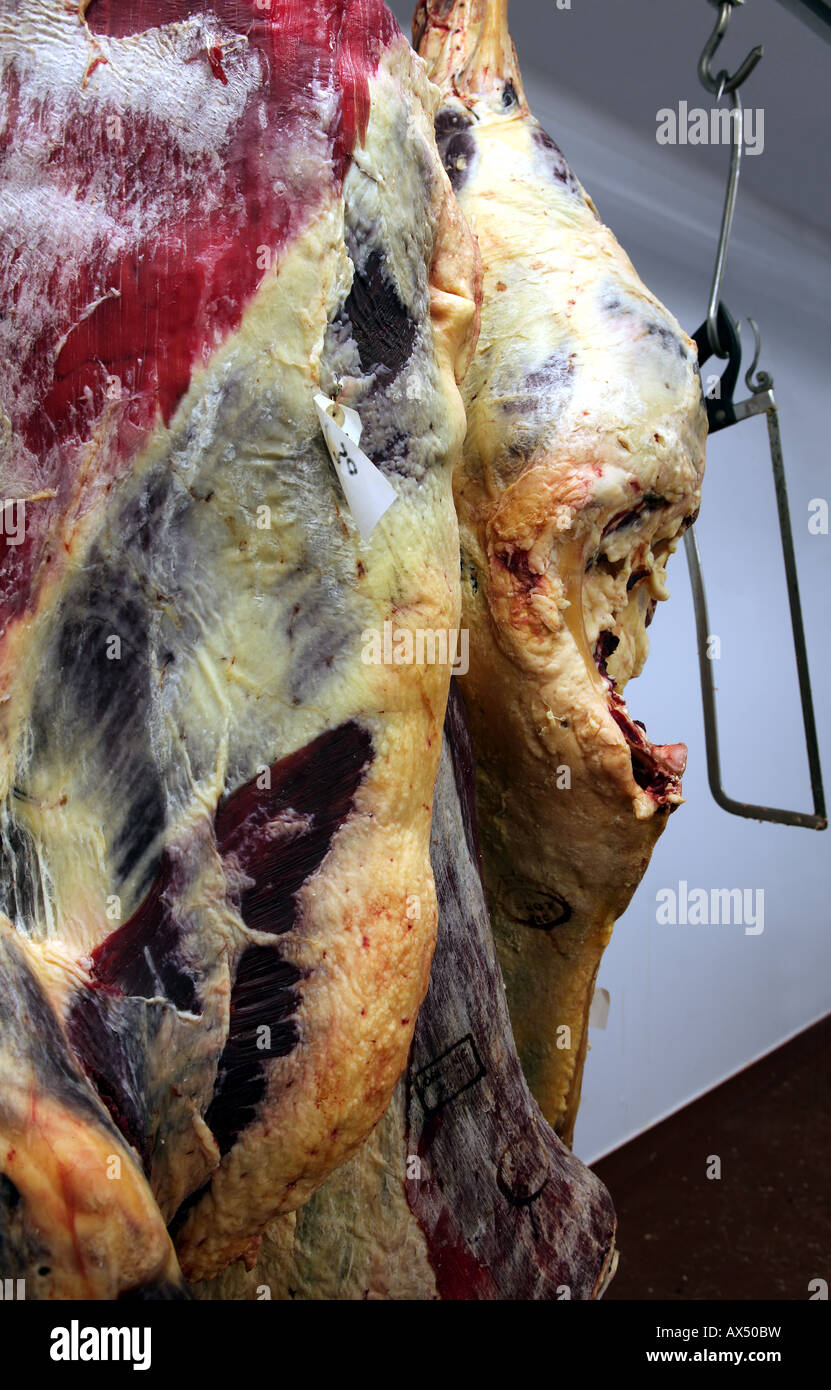 La carne orgánica se cuelga en ganchos de carnicero en una granja cámara frigorífica Foto de stock