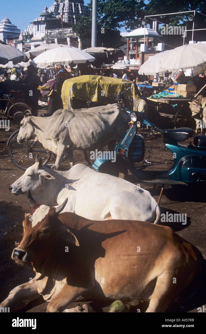 Vacas sagradas bloqueando el tráfico en el estado de Gujarat, en la India SW Foto de stock