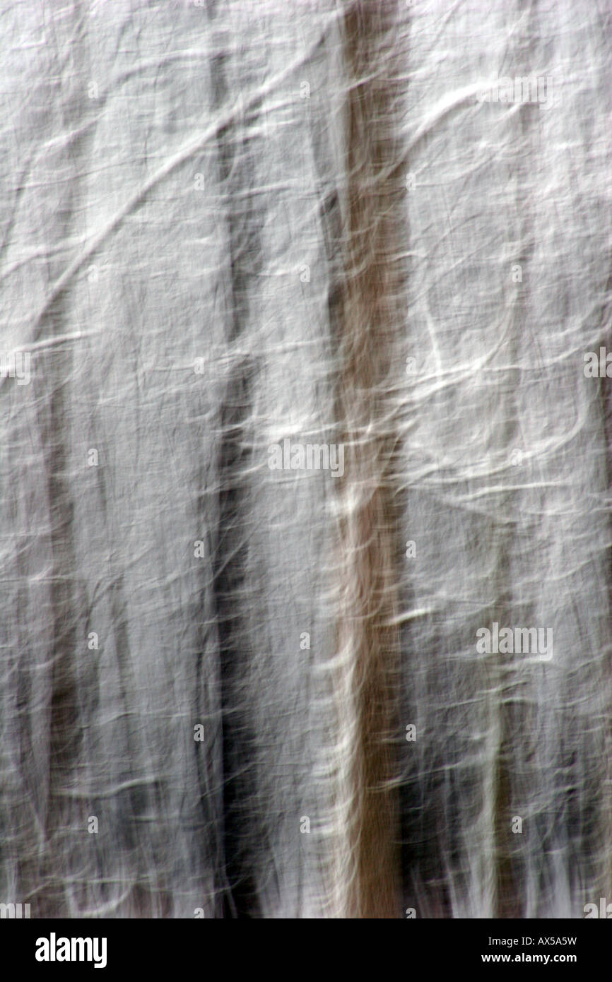 Una imagen de arte fino de árboles en un bosque desdibujado verticalmente con ramas que están cubiertas de nieve en Wisconsin Foto de stock