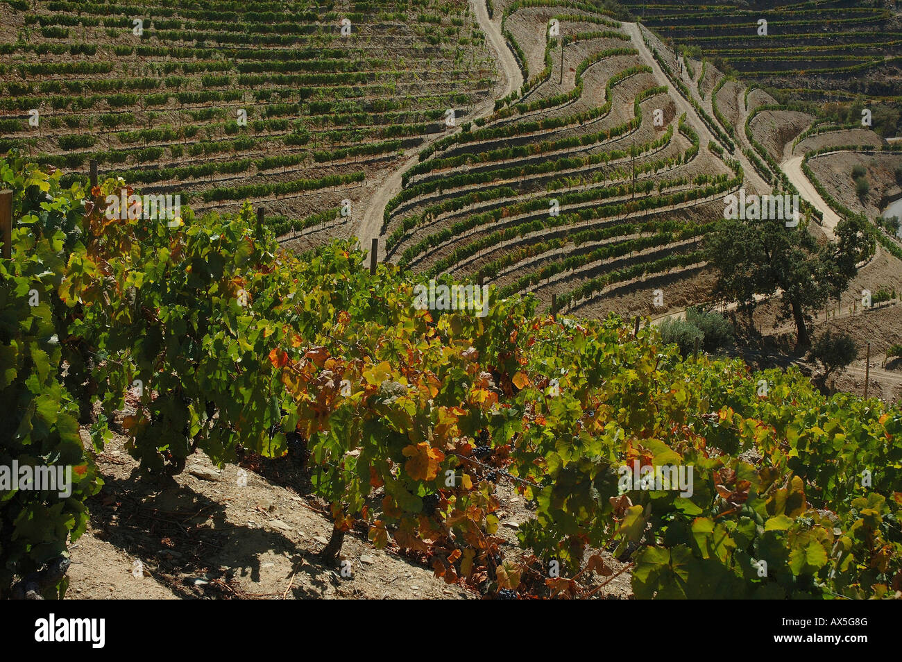 La viticultura en el valle de Mendiz, producción de vino tinto y un puerto en la Quinta do Passadouro, Región Norte de Portugal, Europa Foto de stock