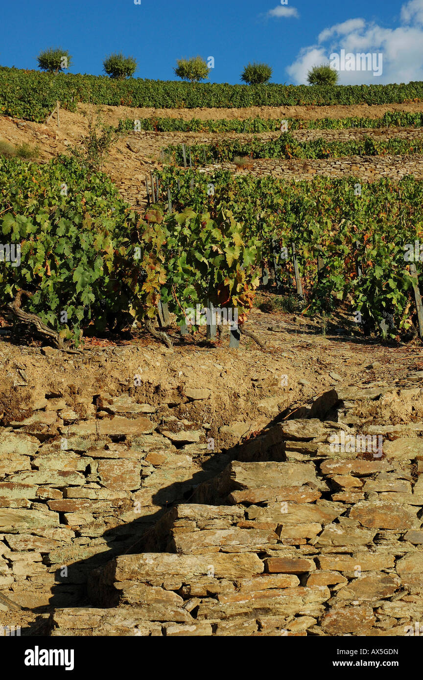 La viticultura en el valle de Mendiz, producción de vino tinto y un puerto en la Quinta do Passadouro, Región Norte de Portugal, Europa Foto de stock