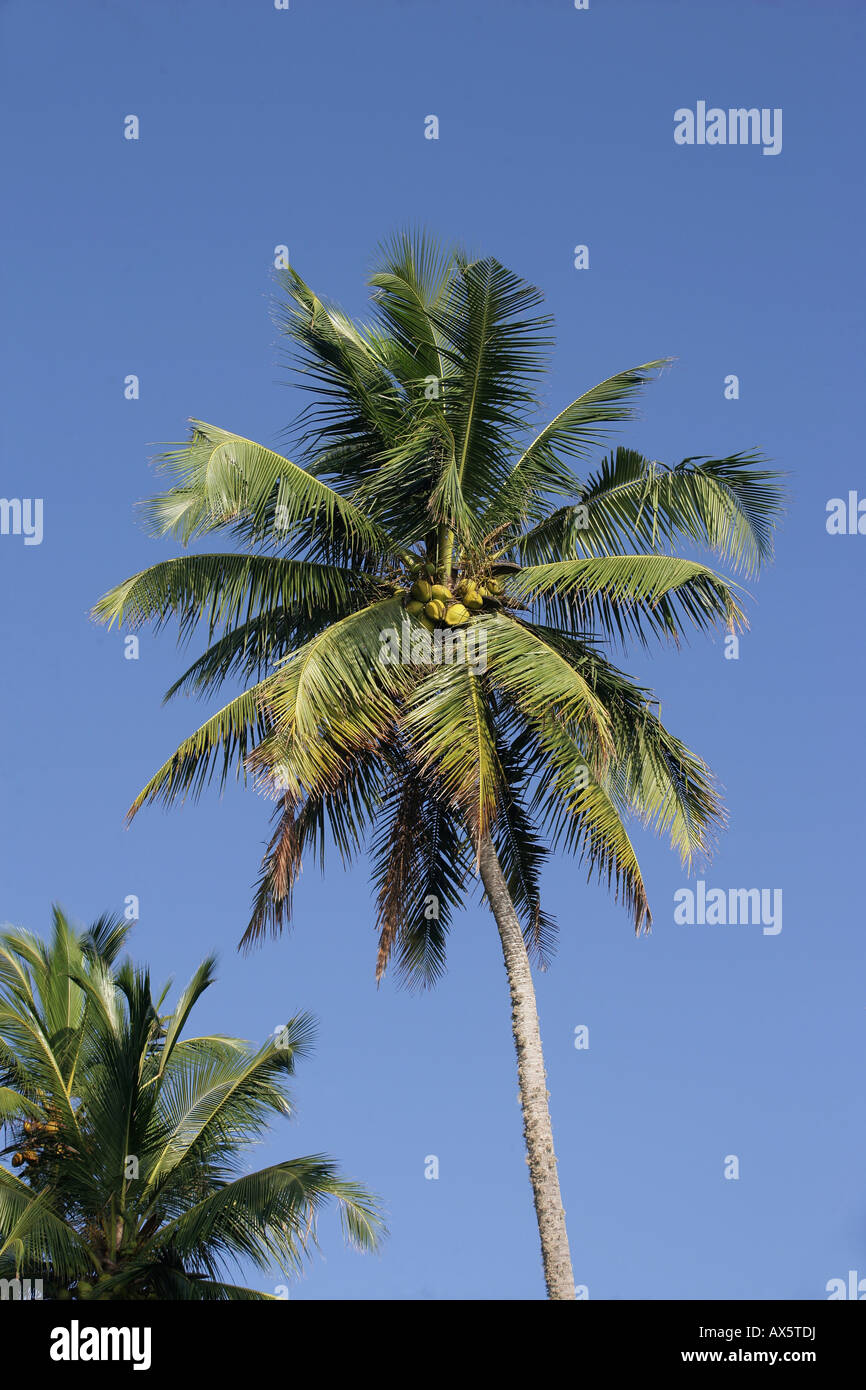 Palma de coco (Cocos nucifera) en Tangalle, Sri Lanka, Asia Foto de stock