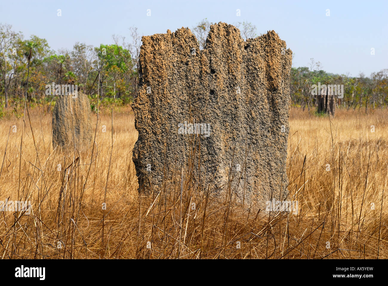 Las termitas magnéticos construidos por las termitas (Brújula Amitermes meridionalis), Litchfield National Park, el Territorio del Norte, Austr Foto de stock