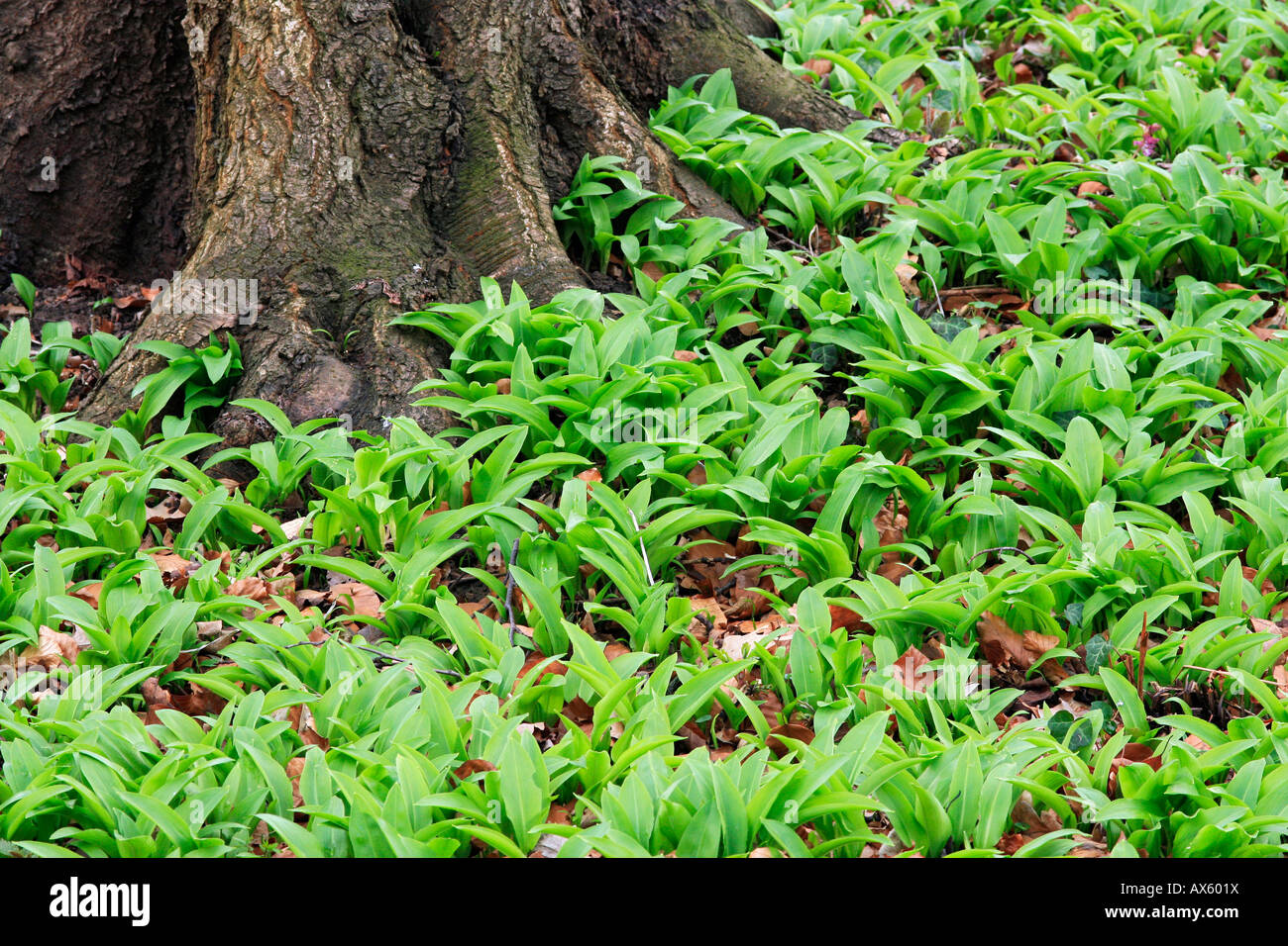 Ramsons o del Oso de ajo (Allium ursinum), un nuevo crecimiento en la base de un árbol Foto de stock