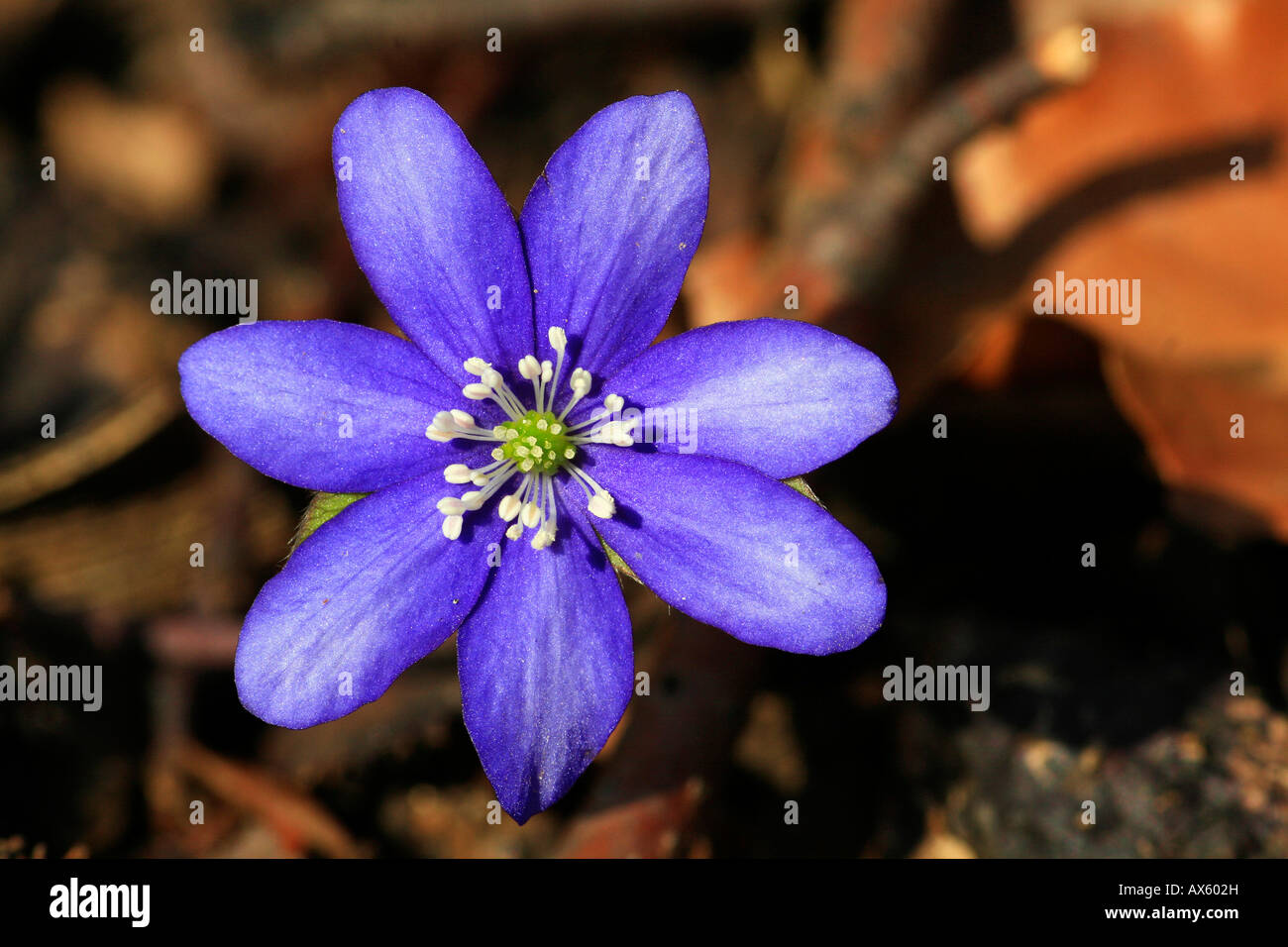 Kidneywort, Agrimonia o centella (Hepatica nobilis) Foto de stock