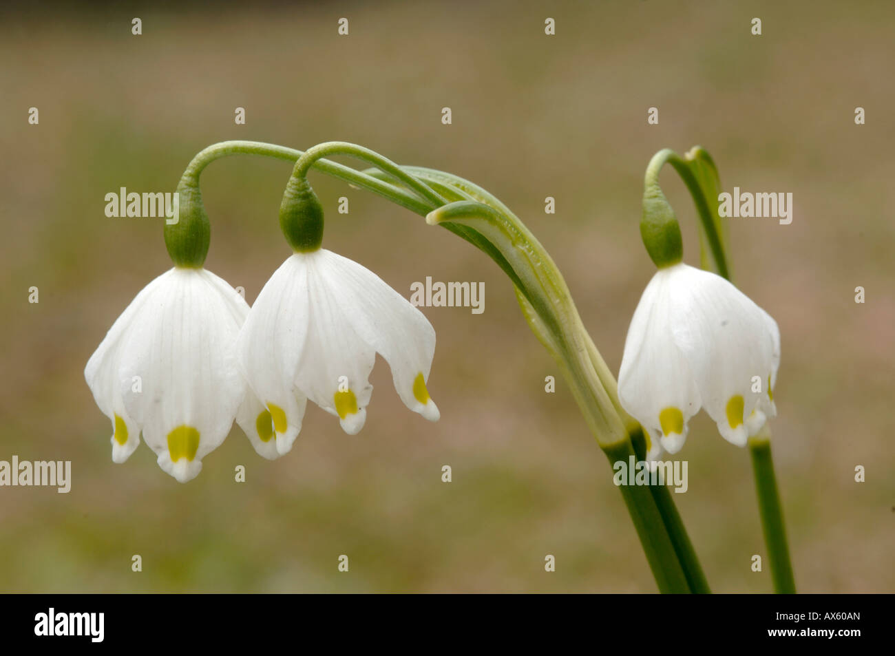 Los copos de nieve de primavera (Leucojum vernum), Norte de Tirol, Austria, Europa Foto de stock