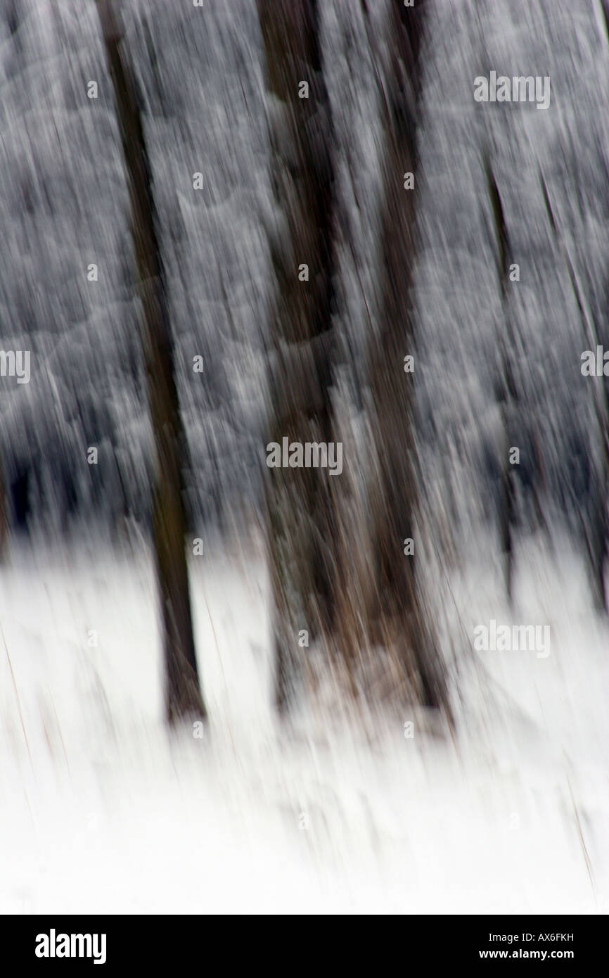 Una imagen de arte fino de los árboles en invierno verticalmente borrosa Foto de stock
