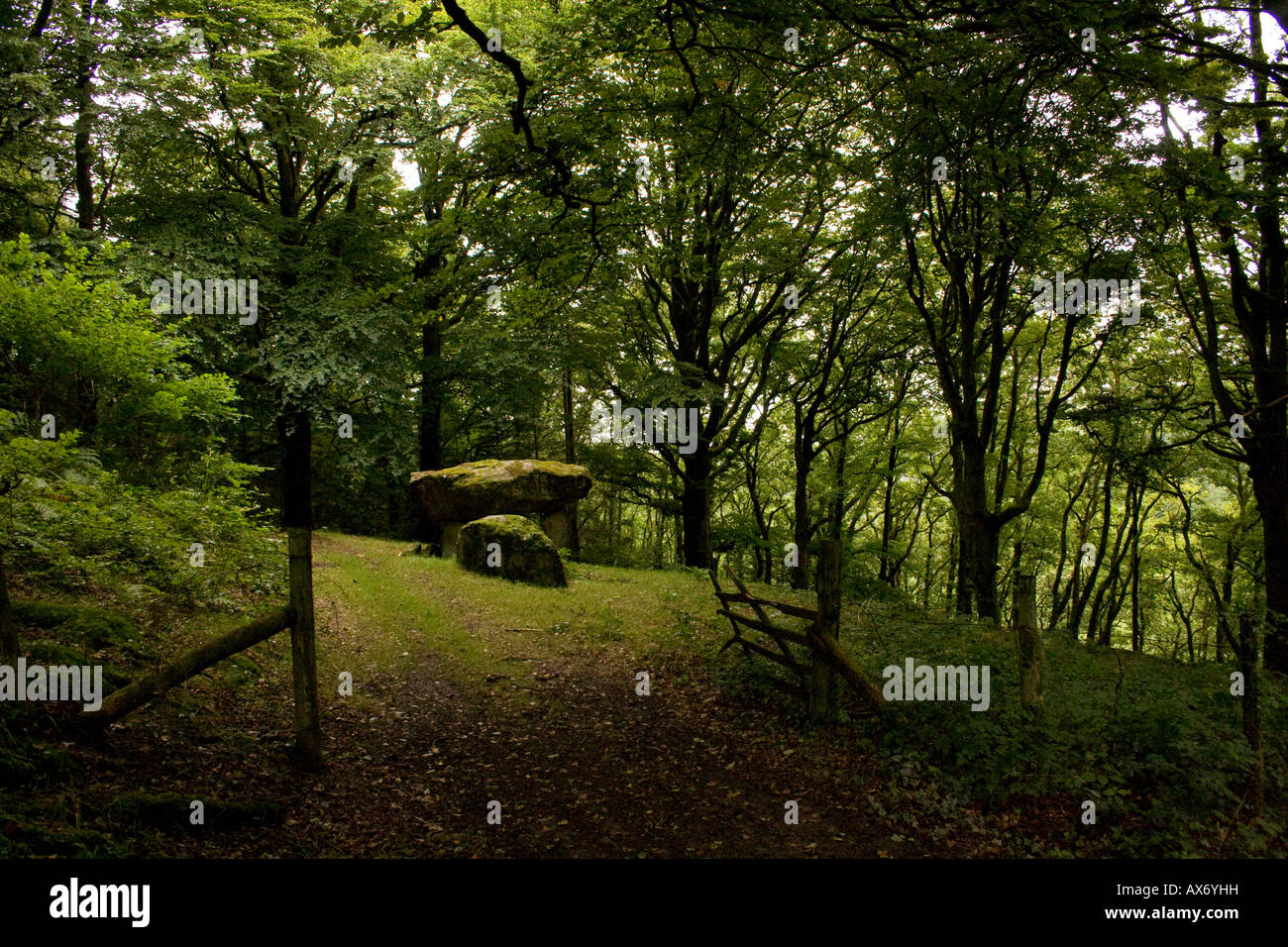 Gwal y Filiast Dolmen cerca Llanboidy en Carmarthenshire, Gales.Woodland sitio encantado. También llamado Arthur's Table. Foto de stock