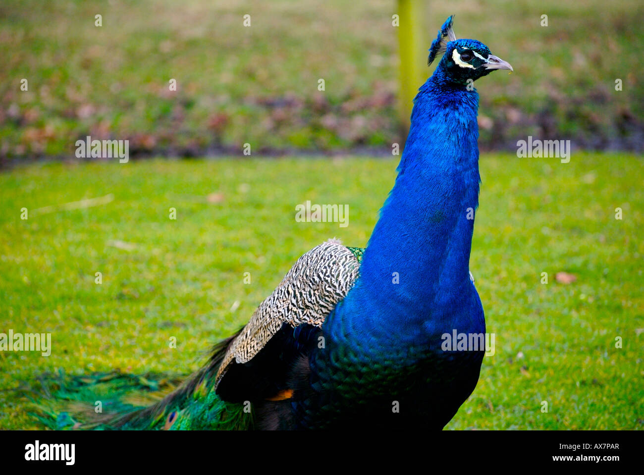 Gran peacock caminando su territorio Foto de stock