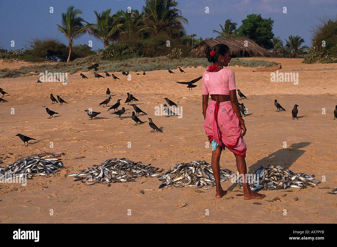 Sortieren Fische, playa Baga Goa, Indien Foto de stock