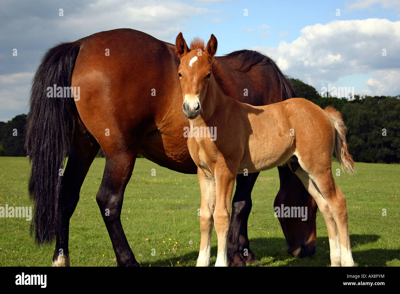 New Forest pony y potro Brockenhurst, Parque Nacional de New Forest Foto de stock