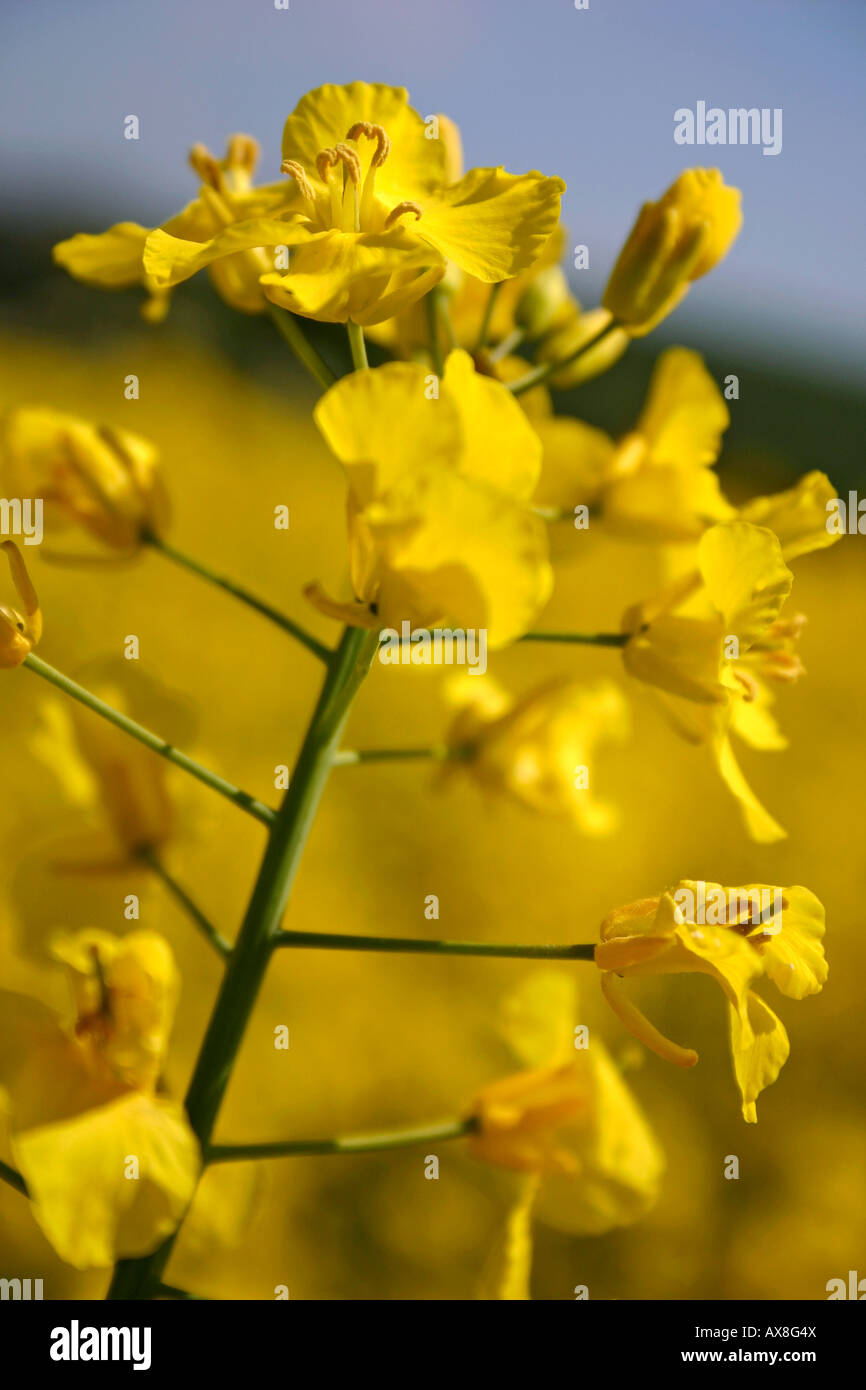Close-up de colza flor tomada en un campo cerca de Salisbury, Wiltshire Foto de stock