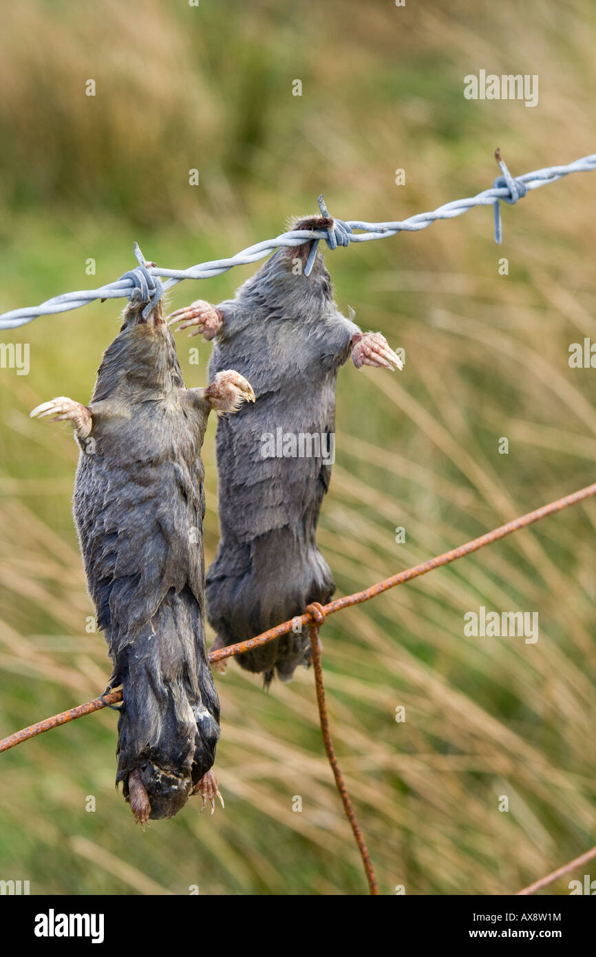 Los topos muertos ^colgando en una valla, Reino Unido. Foto de stock