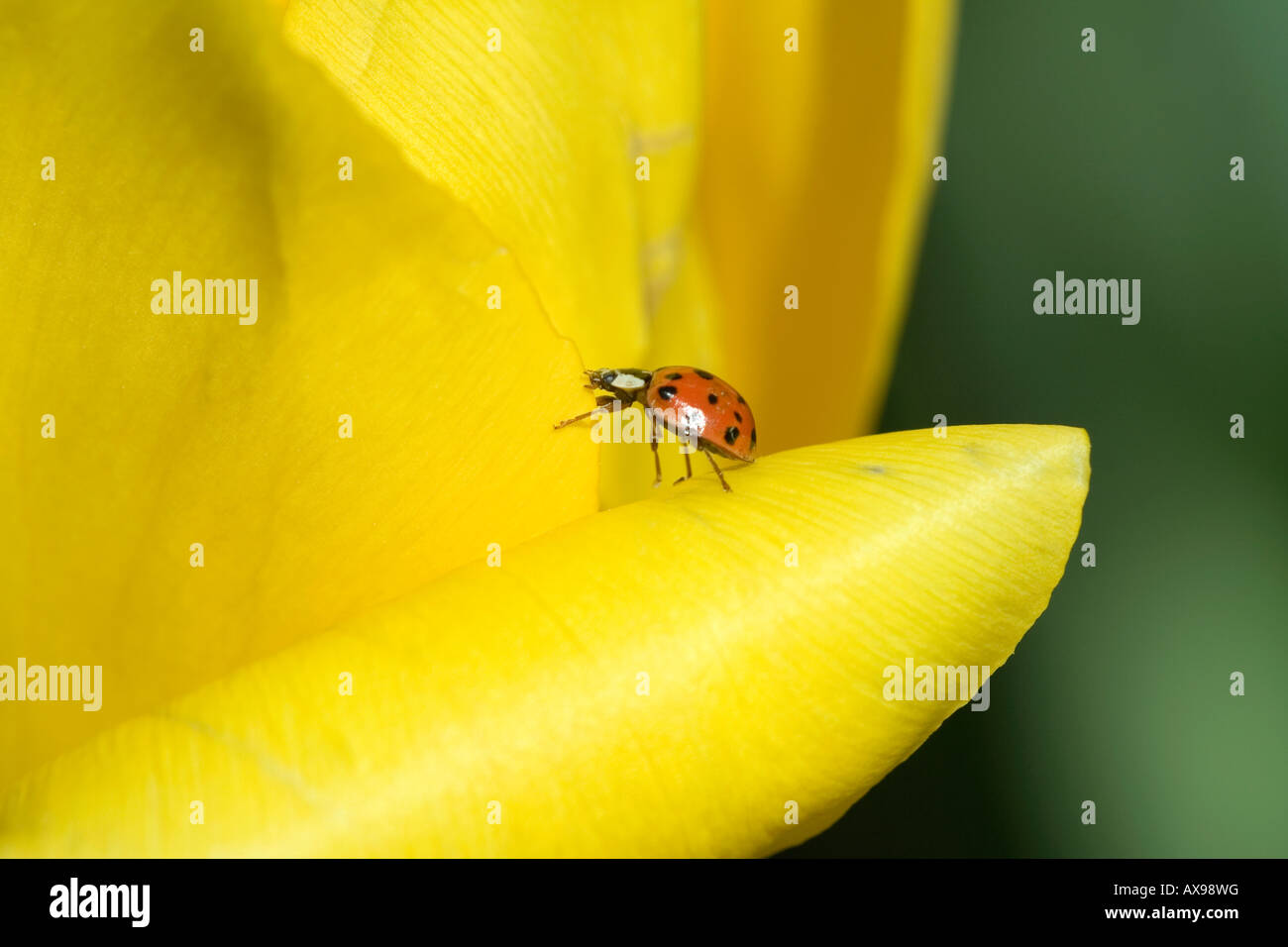 Ladybug en Sunny, tulipán amarillo pétalo Foto de stock