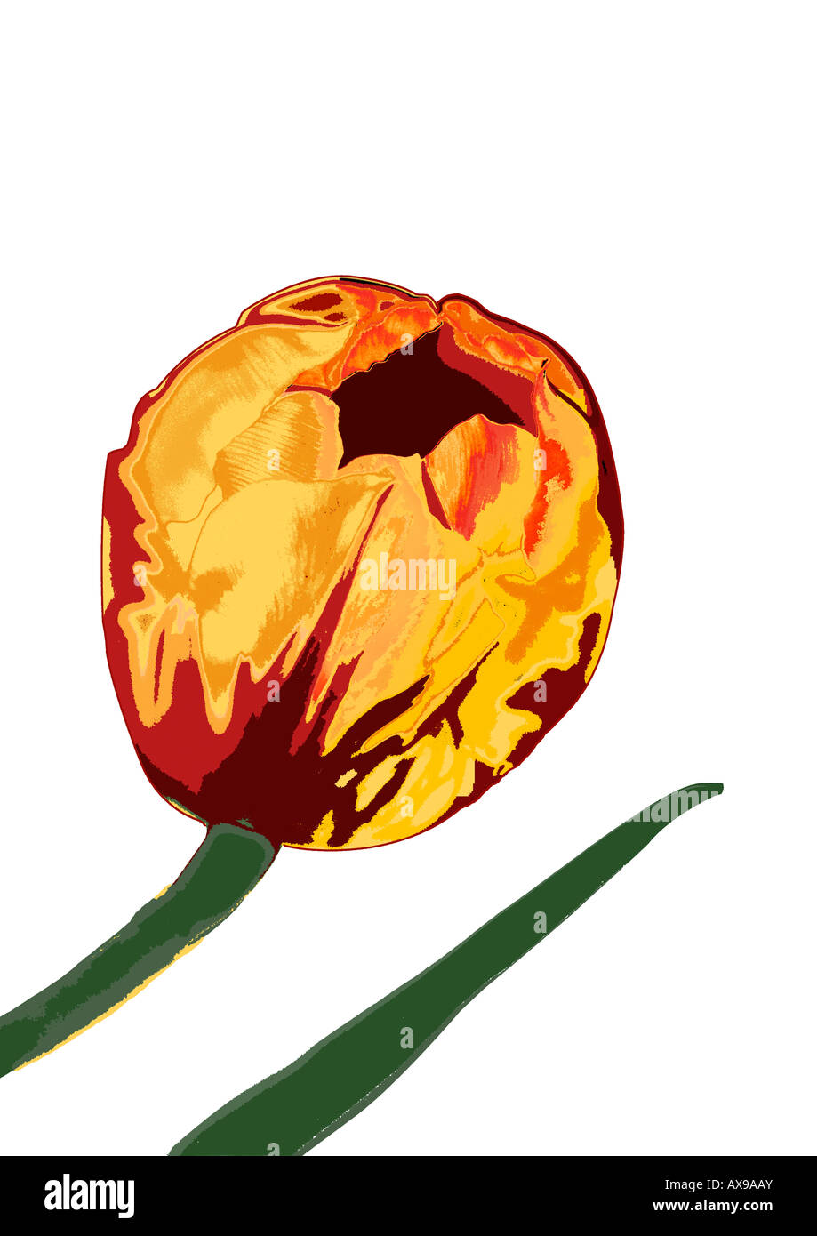 Ilustración de tulip sobre fondo blanco. Foto de stock