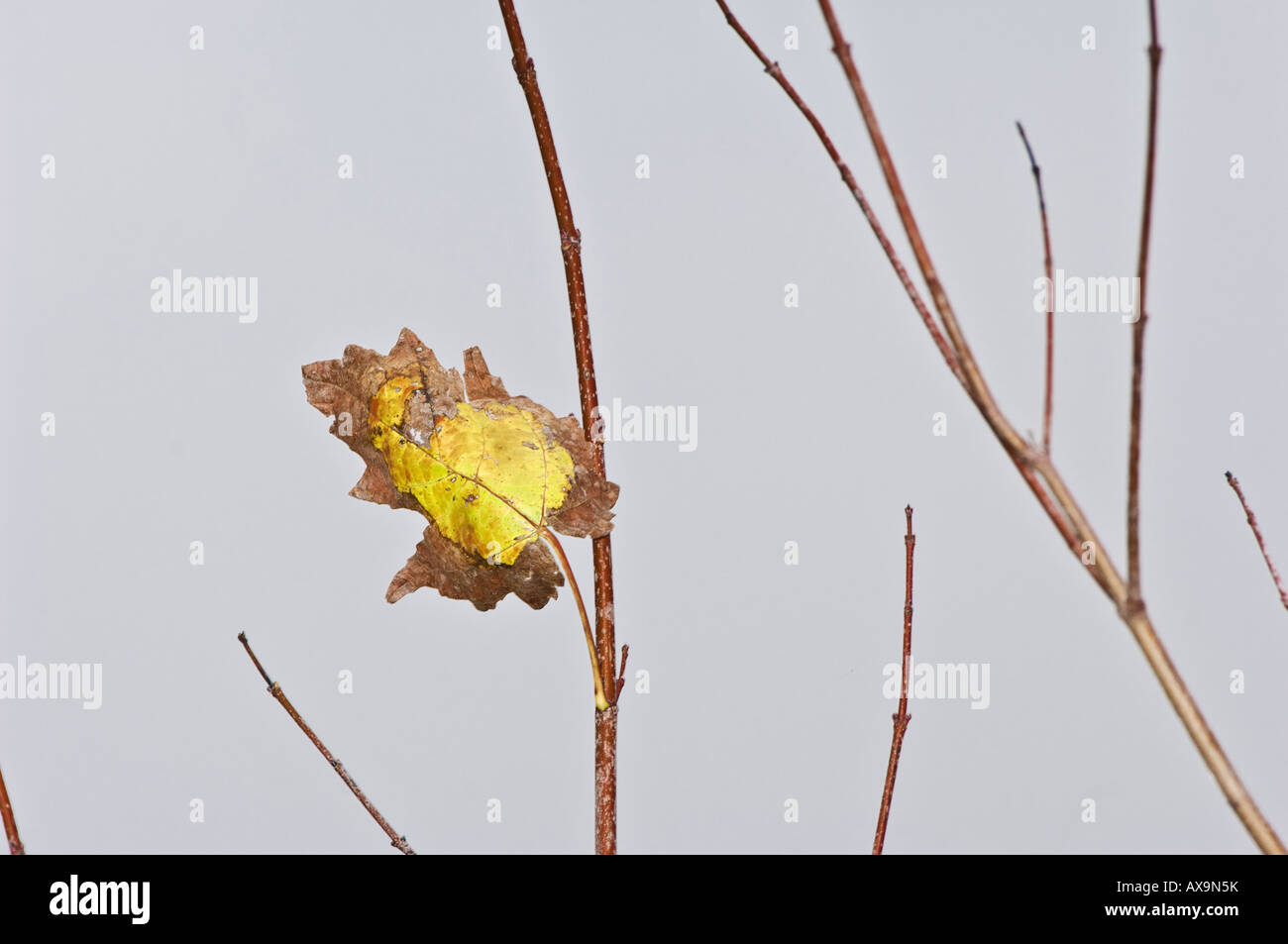 Hoja única en la rama de secado Foto de stock