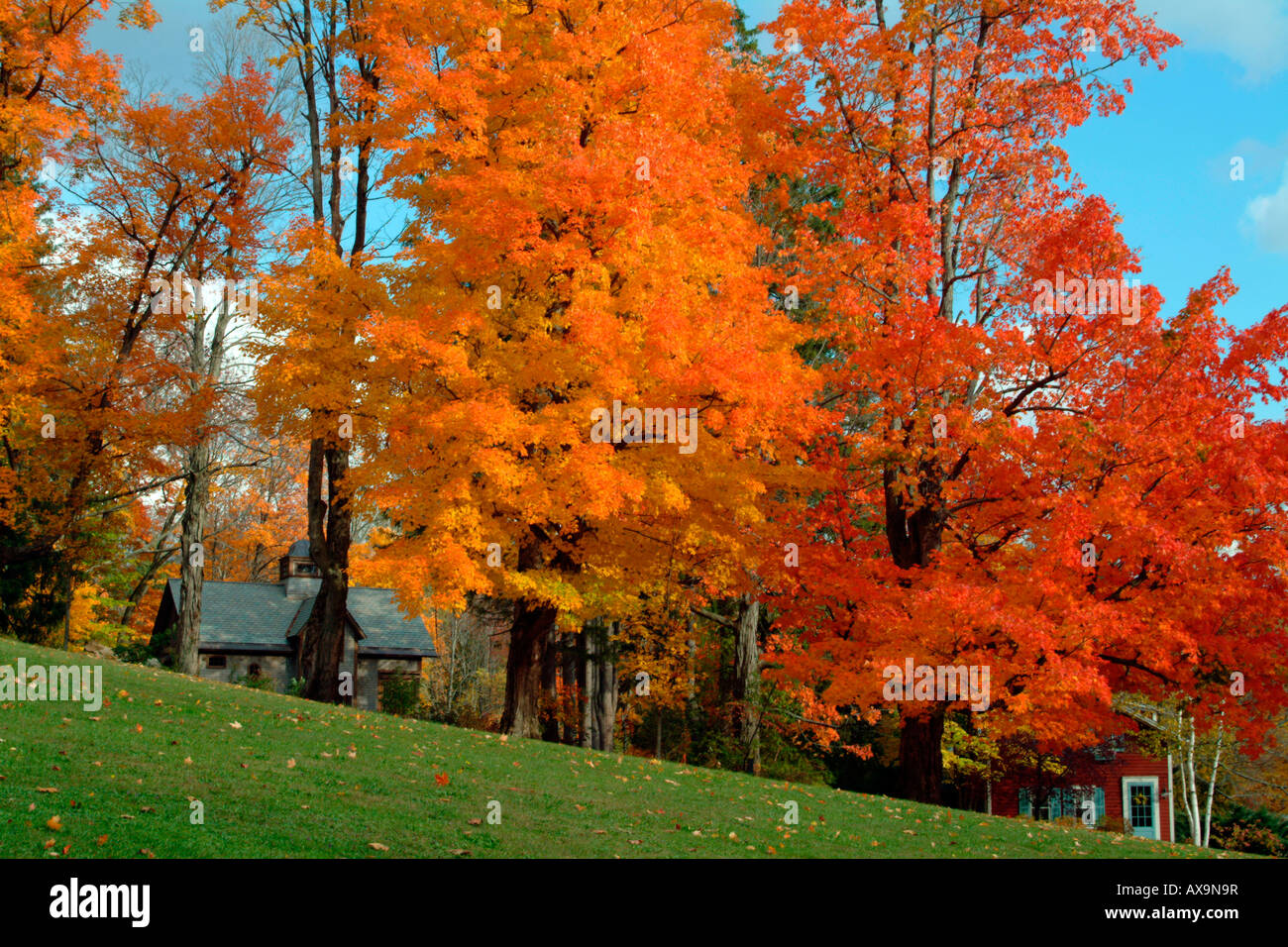 El follaje de otoño luminoso que domina las casas de Nueva Inglaterra Foto de stock