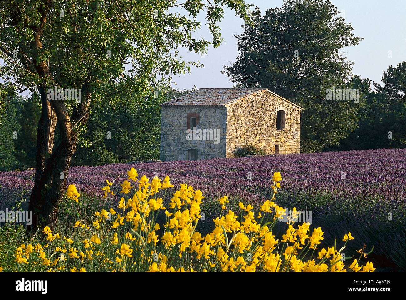 Ginster u. Lavendelfeld, Alpes de Haute Provence Provence, Frankreich Foto de stock
