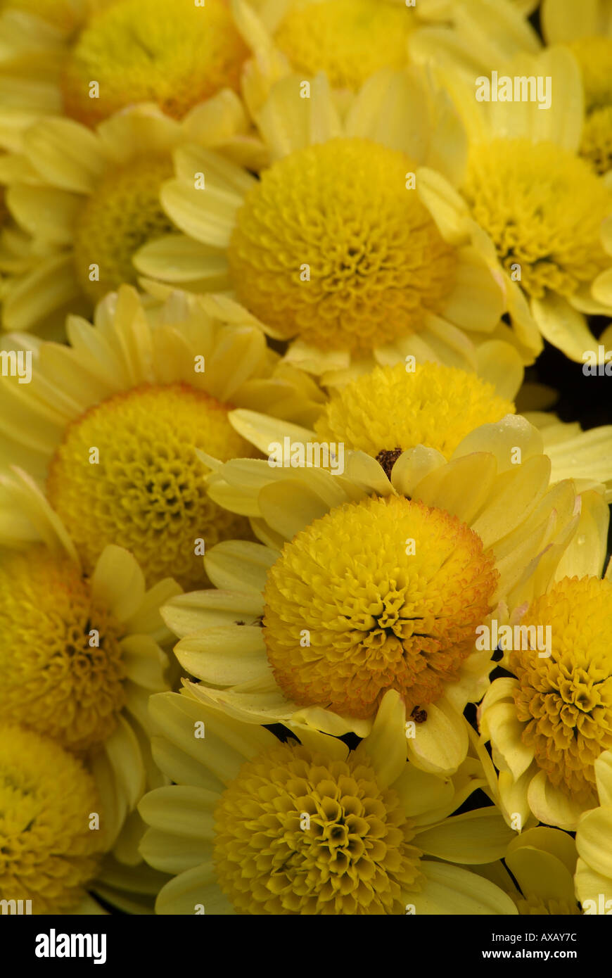 Crisantemo Chrysanthemum sp Foto de stock