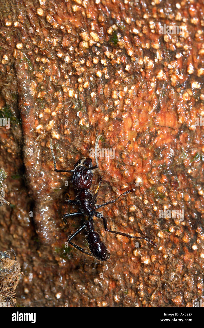 Conga hormiga paraponera clavata fotografías e imágenes de alta resolución Alamy