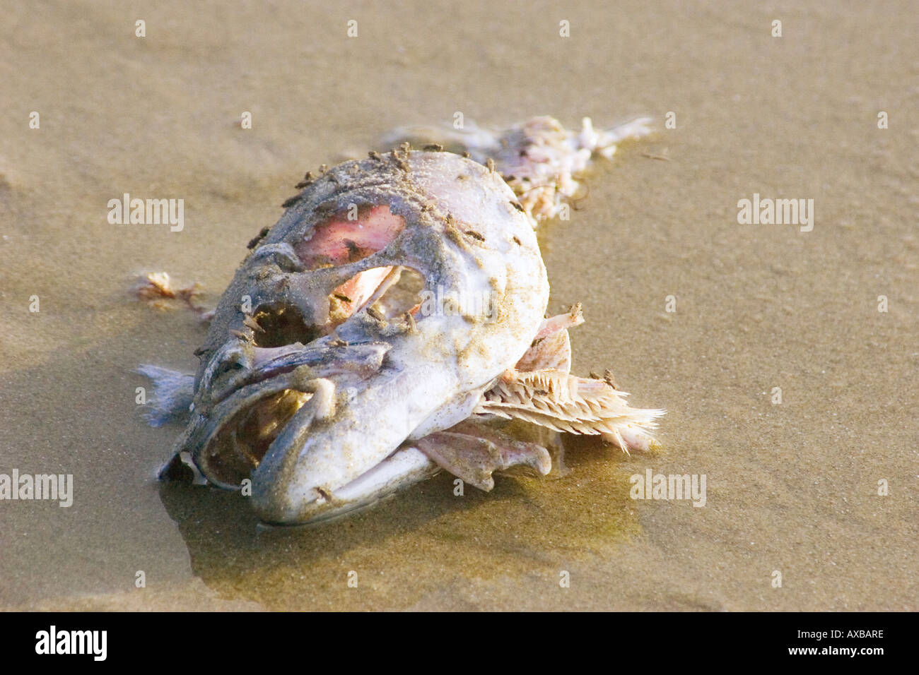 Pescado podrido fotografías e imágenes de alta resolución Alamy