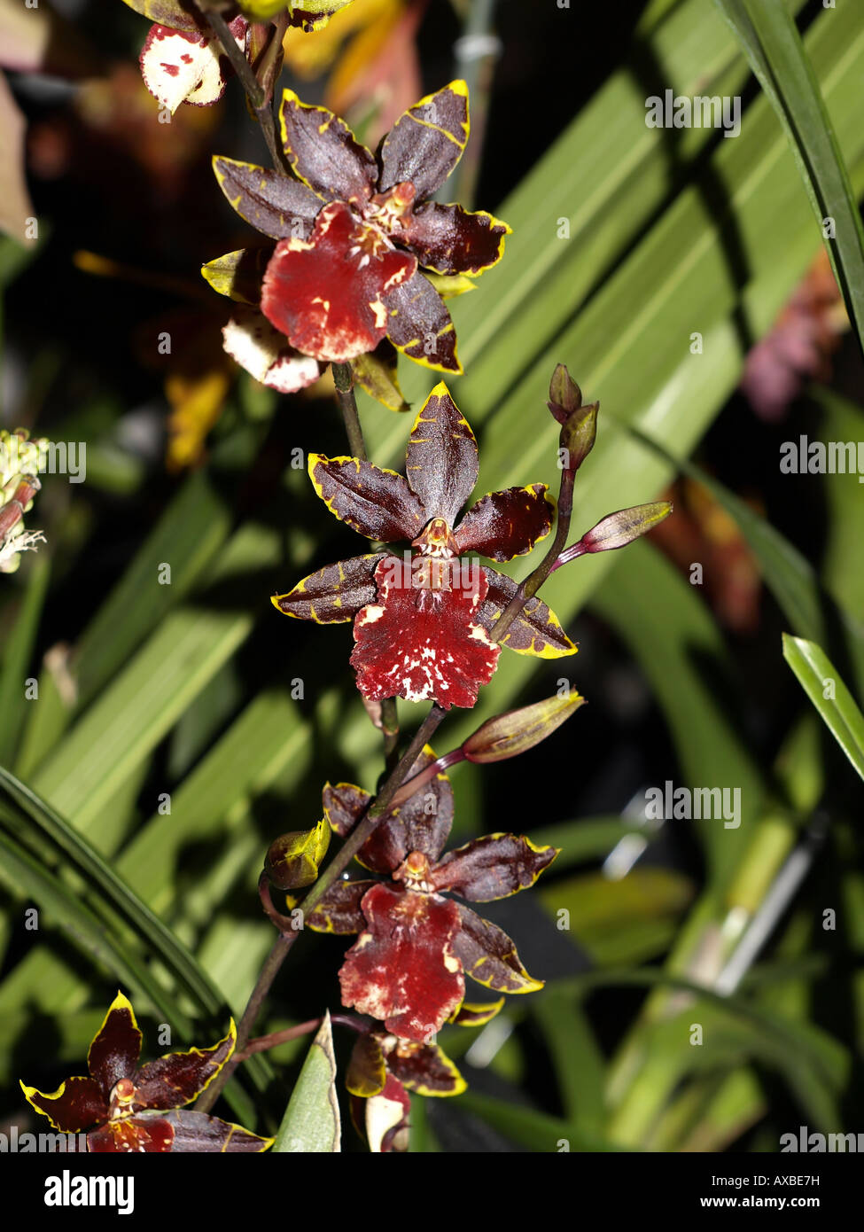 Marrón rojo flor de orquídea exótica planta de flor Fotografía de stock -  Alamy