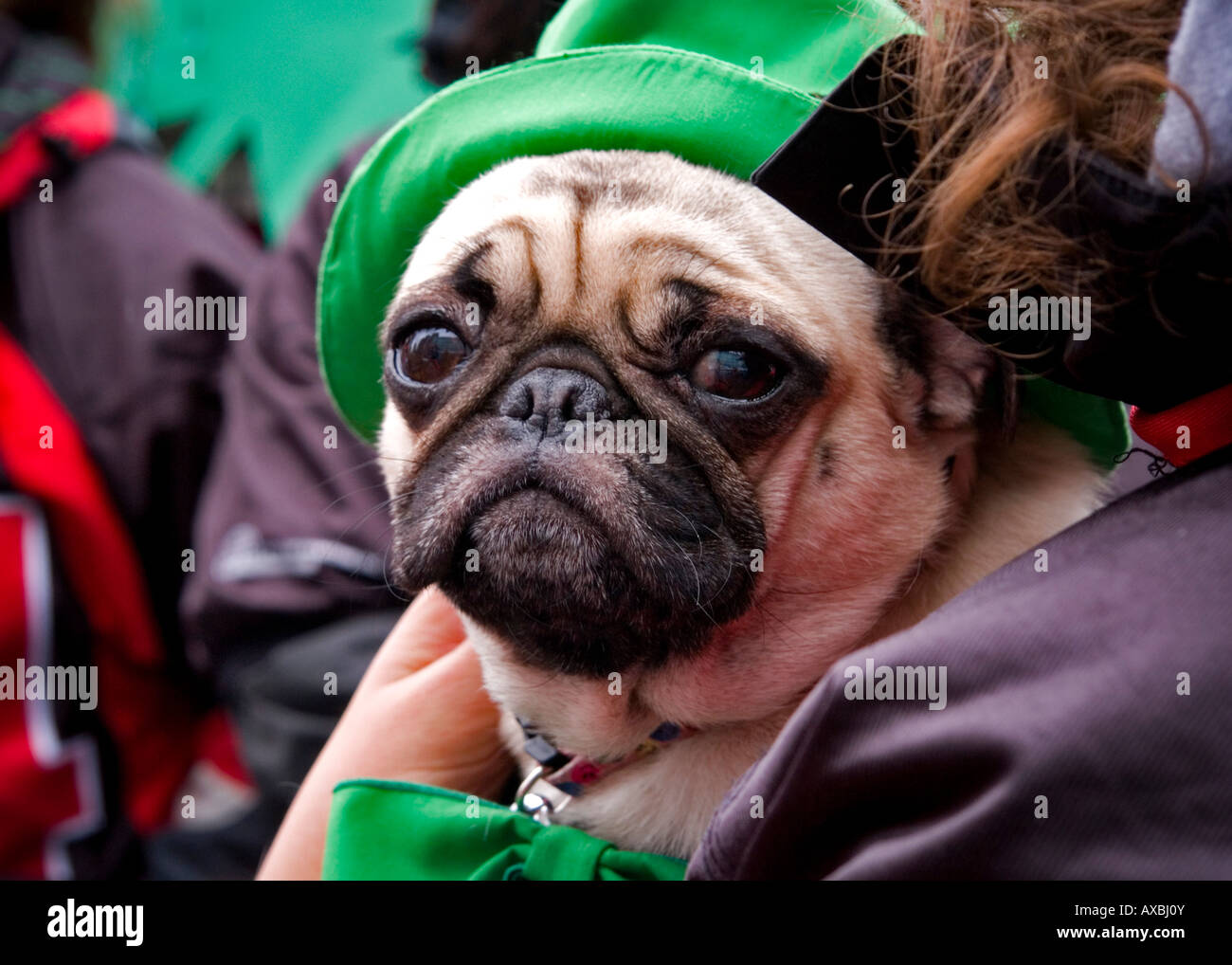 Disminución Email Más grande Desfile de mascotas fotografías e imágenes de alta resolución - Alamy