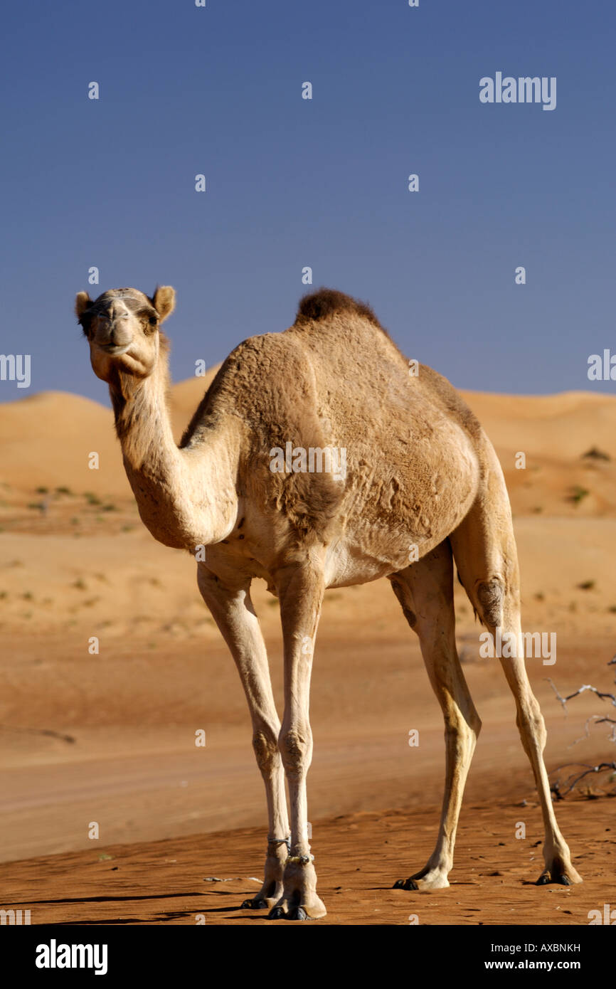 Un camello arábigo a.k.a. jorobas de un dromedario (Camelus dromedarius) en Wahiba Sands en Omán. Foto de stock