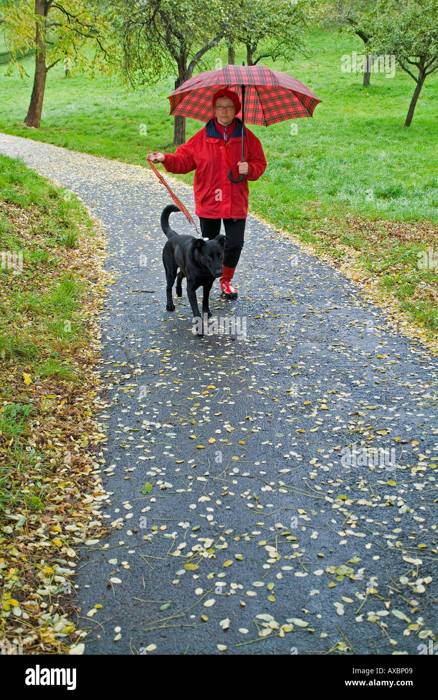 Señor mujer con un paraguas paseando con perro en otoño Fotografía de -