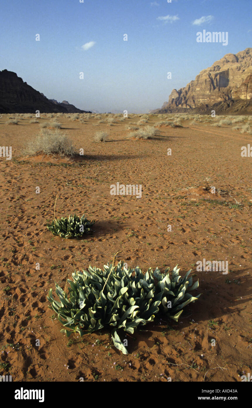 Desierto de Wadi Rum, Jordania. Foto de stock