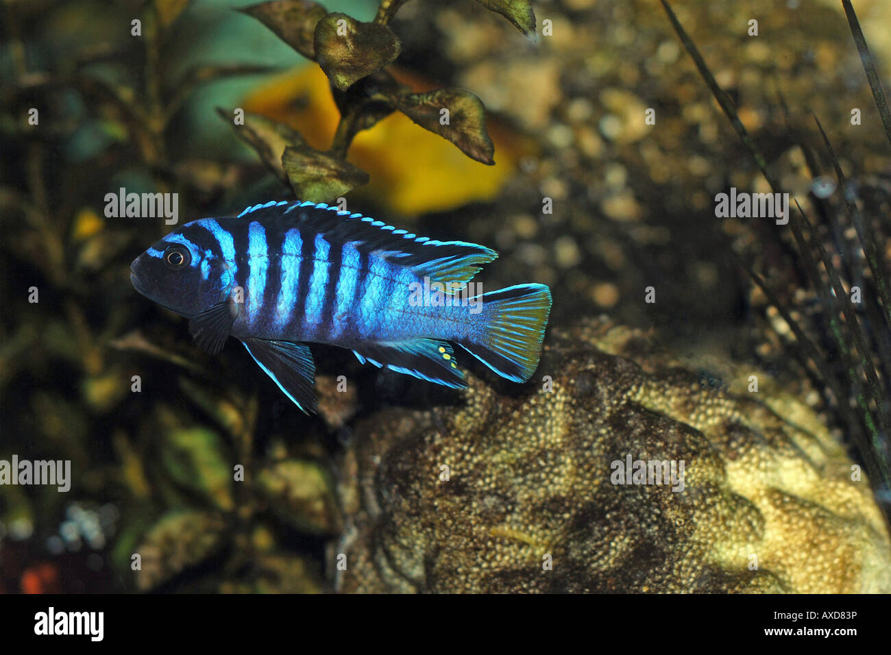 En el acuario de peces cíclidos africanos Fotografía de stock - Alamy