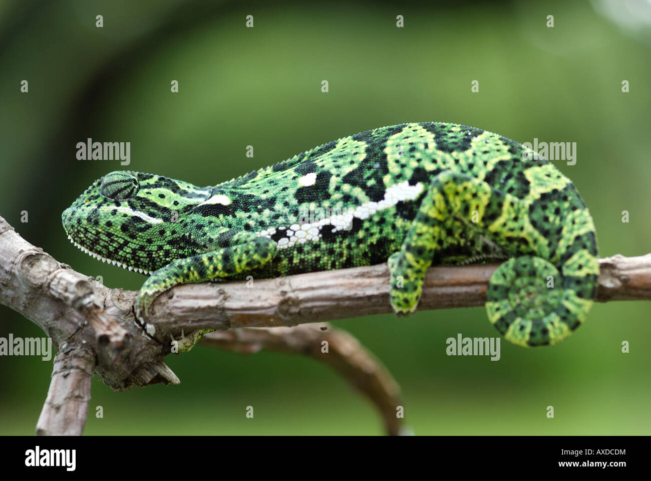 Un camaleón sentado en una rama del bush africano Foto de stock