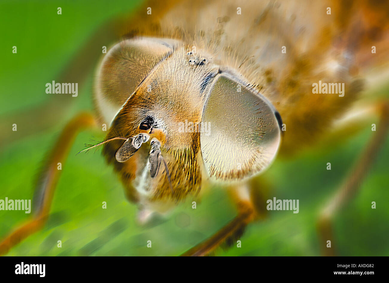 Electron Micrograph Imagen de estilo de los ojos compuestos de una mosca Foto de stock