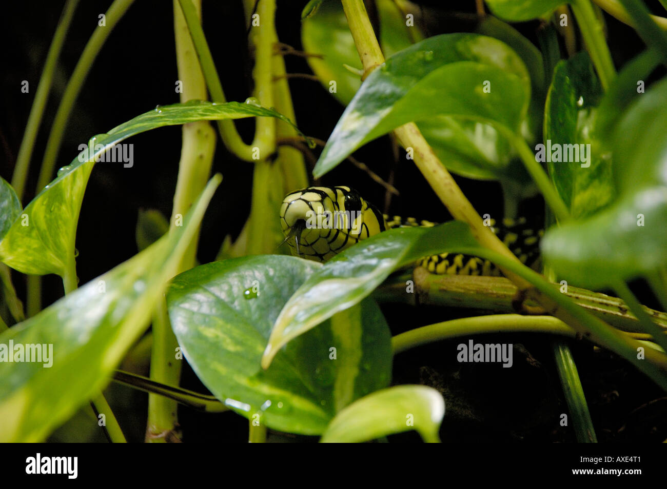 La Serpiente (Spilotes pullatus látigo) Foto de stock