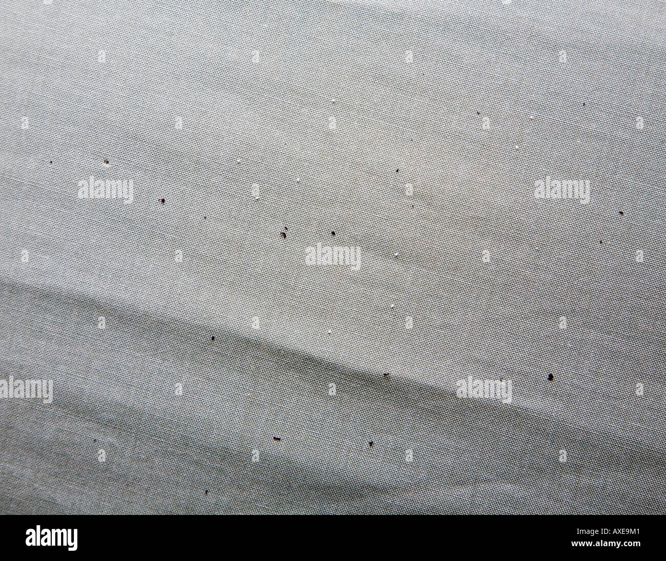Suciedad de pulga de gato en la ropa de cama blanca con huevos y heces  negras sangre seca Fotografía de stock - Alamy