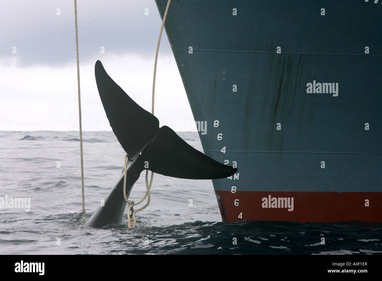 Rorcual harpooned catcher y muerto por barco de la flota ballenera japonesa. Océano Austral 2006 Foto de stock