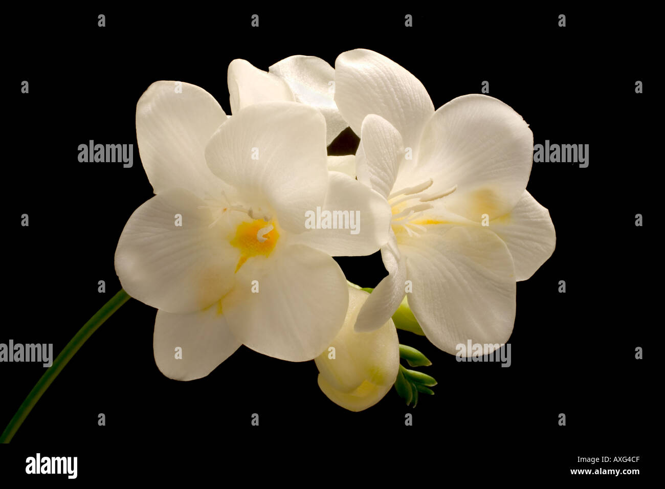 Flor de Fresia Fresia híbrido originalmente de Sudáfrica Foto de stock