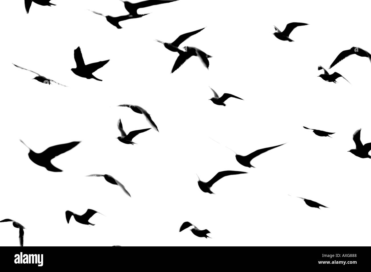 Aves volando silueta Imágenes de stock en blanco y negro - Alamy